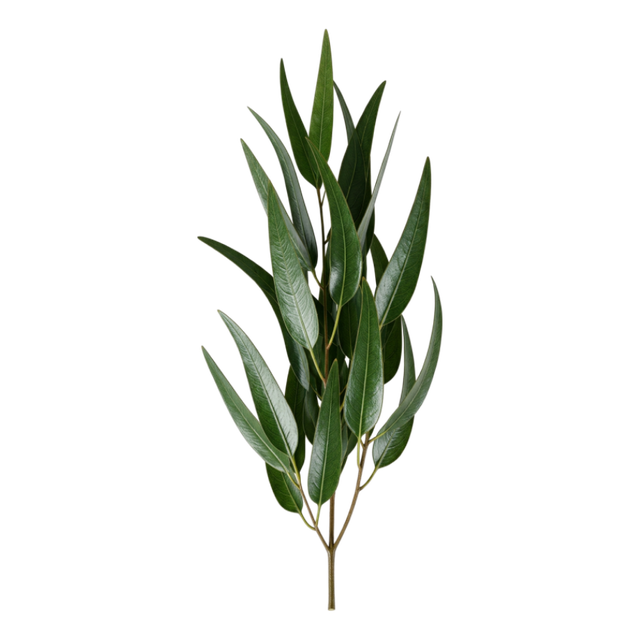 Eucalyptus